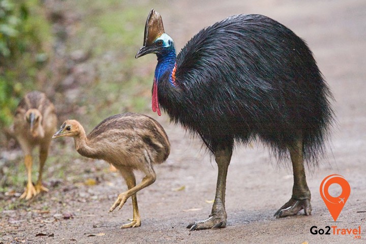 Emu