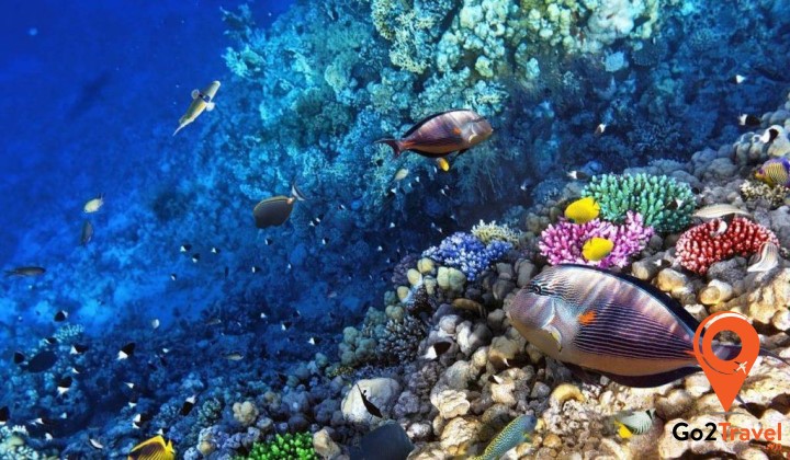 Rạn san hô Great Barrier