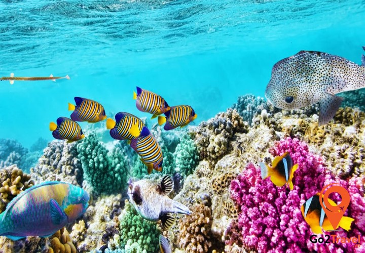 Great Barrier Reef là vỉa san hô lớn nhất trên thế giới