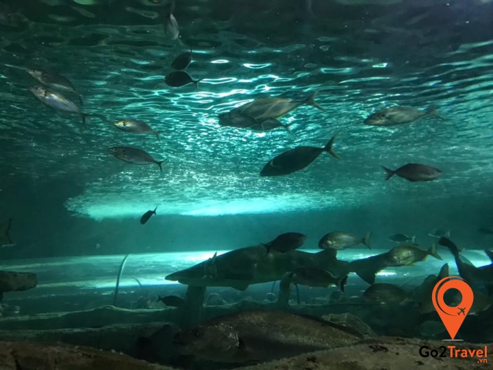 Công viên thủy sinh Sea Life Aquarium Sydney
