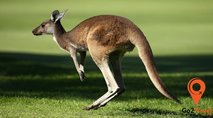 đất nước kangaroo