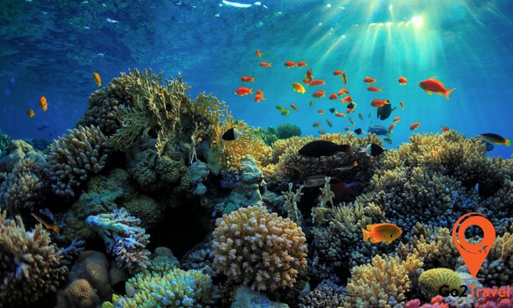 Great Barrier Reef nằm ở ngoài khơi bờ biển Queensland là nơi mà bạn được thỏa sức khám phá bãi đá ngầm với hàng nghìn loài san hô và rất nhiều loài cá với đủ màu sắc sặc sỡ khác