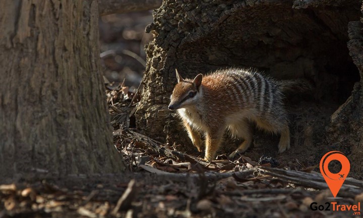 Thú có túi Numbats