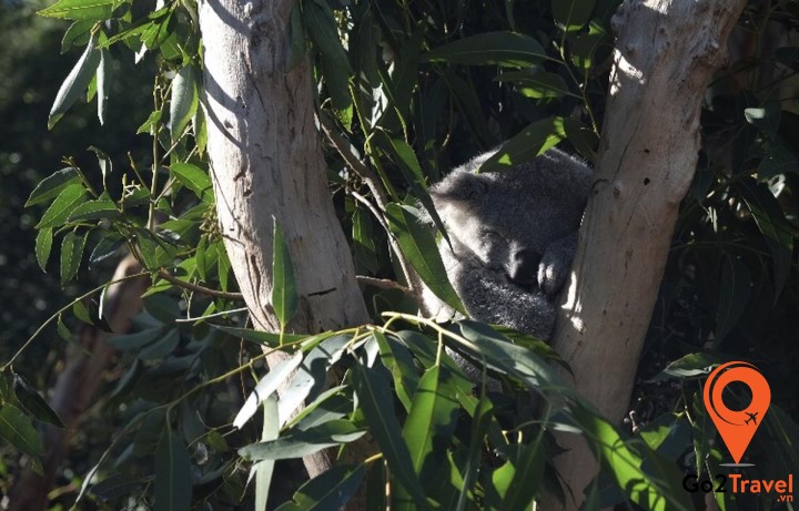 công viên hoang dã Featherdale là địa điểm lý tưởng để du khách tìm hiểu về thế giới động vật của nước Úc