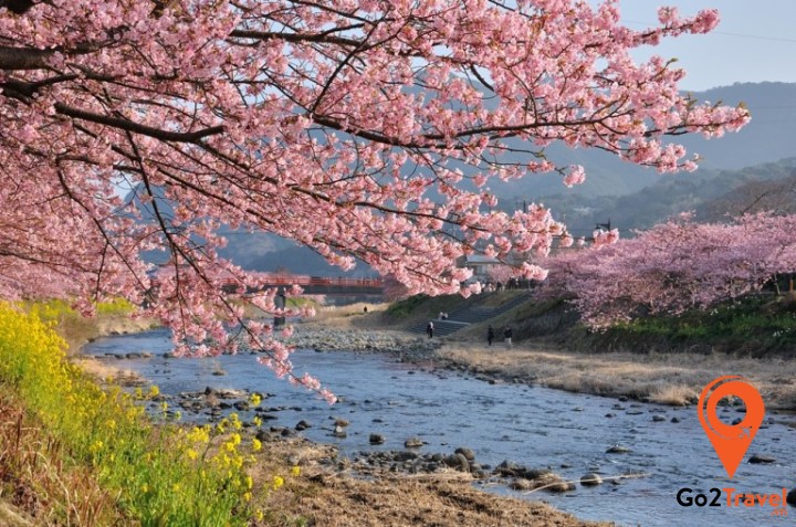 Du khách chiêm ngưỡng vẻ đẹp hoa anh đào nở sớm tại Kawazu