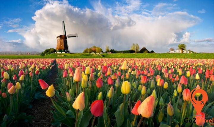 Cánh đồng hoa Tulip trải dài tuyệt đẹp