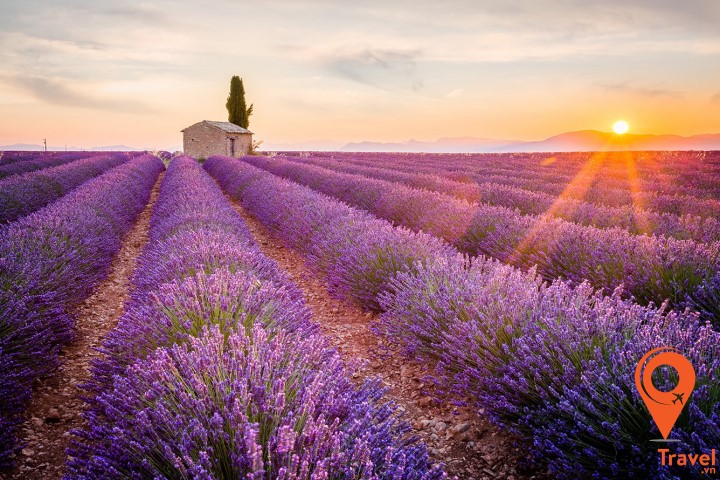 Những đồng hoa oải hương nổi tiếng tại Provence