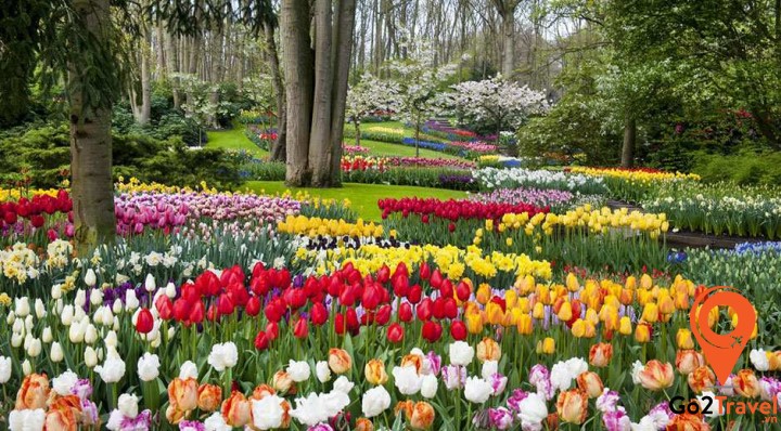 Mùa xuân tràn ngập sắc hoa tulip