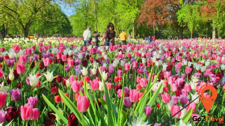 Tulip có gốc Thổ Nhĩ Kỳ nhưng lại nổi tiếng và rực rỡ nhất ở đất nước Hà Lan với vườn hoa Keukennhof