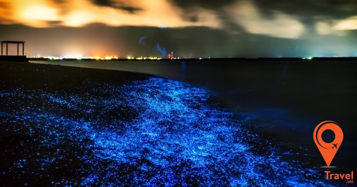 Ngắm Plankton - trải nghiệm cực kỳ ấn tượng