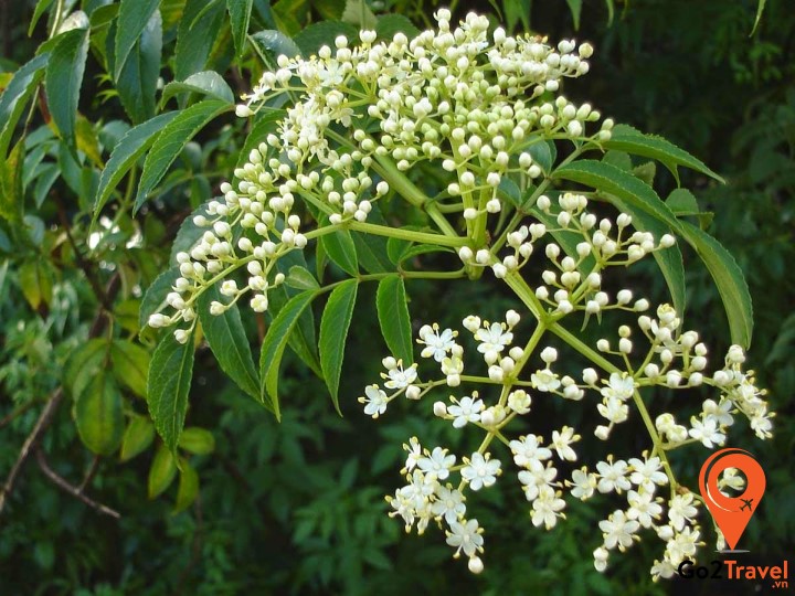 Hoa sầu đâu được người dân xứ chùa tháp sử dụng chế biến món ăn hằng ngày