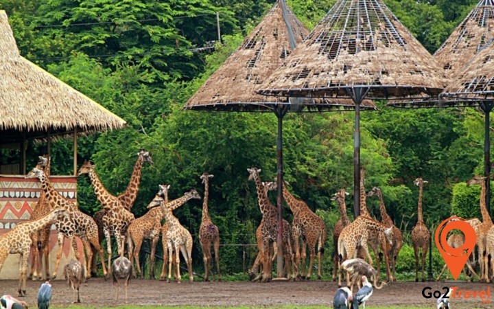 động vật hoang dã bên trong vườn thú Safari World