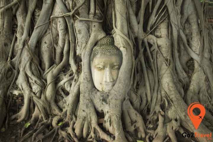 Hình ảnh phần đầu đức Phật nằm trong bộ rễ đa bồ đề