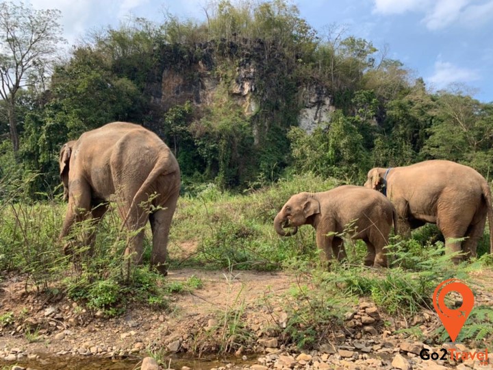 Trải nghiệm những điều thú vị ở công viên voi Chiang Mai