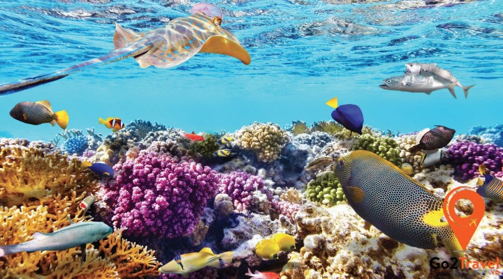 Khám phá thiên đường san hô tại Thái Lan - đảo Coral (Pattaya)