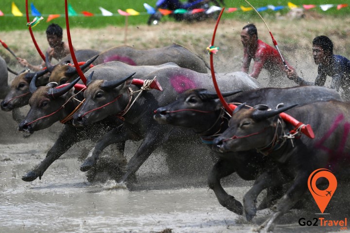 Lễ hội đua trâu Thái Lan