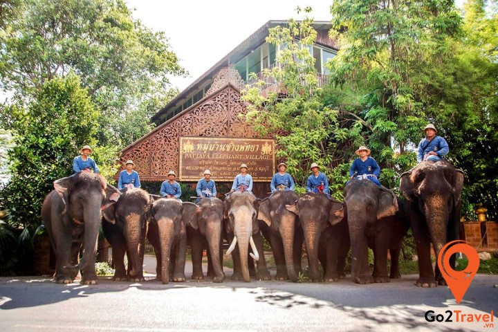 Pattaya Elephant Village – Làng voi Pattaya
