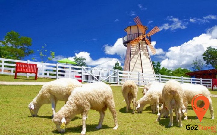 Nông trại cừu siêu cute ở Pattaya