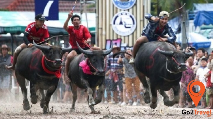 Lễ hỗi đua trâu cuối mùa mưa